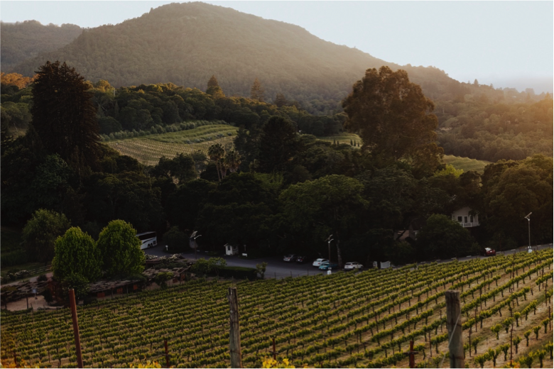 Vineyard tour of Benziger Family Winery at CBC Culinary House