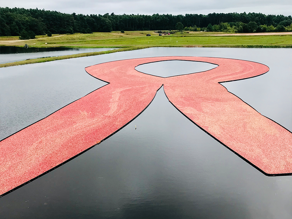cranberries in the shape of a pink ribbon at Ocean Spray