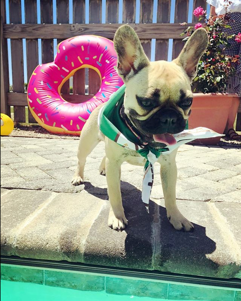 Puppy on pool ledge