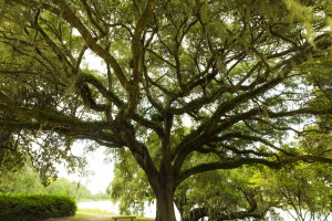 spanish-moss-tree